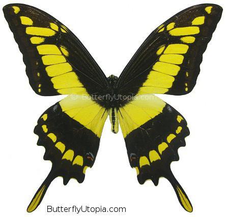 papilio thoas cinyras butterfly
