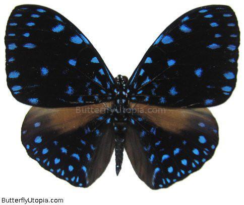 Hamadryas Laodamia Butterfly