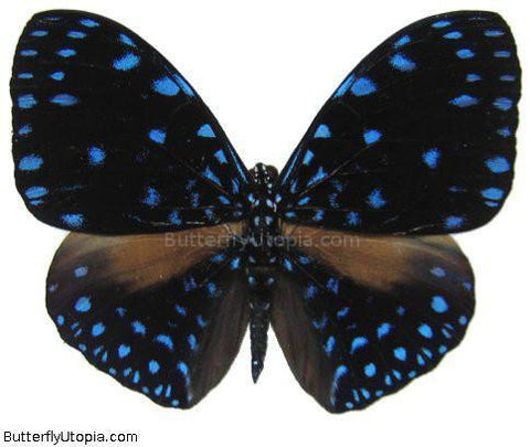 Hamadryas Laodamia Butterfly