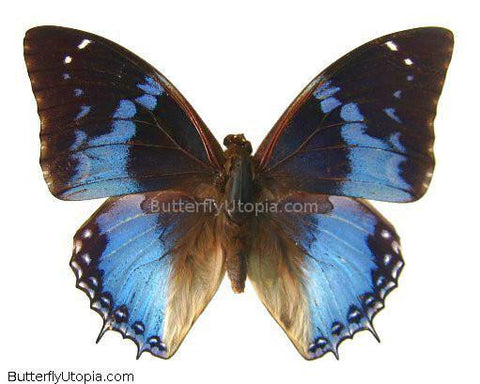 African Bluewing Butterfly