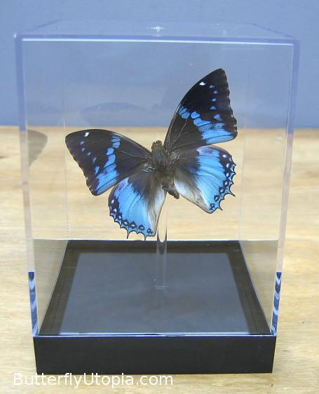 Charaxes Smaragdalis Butterfly