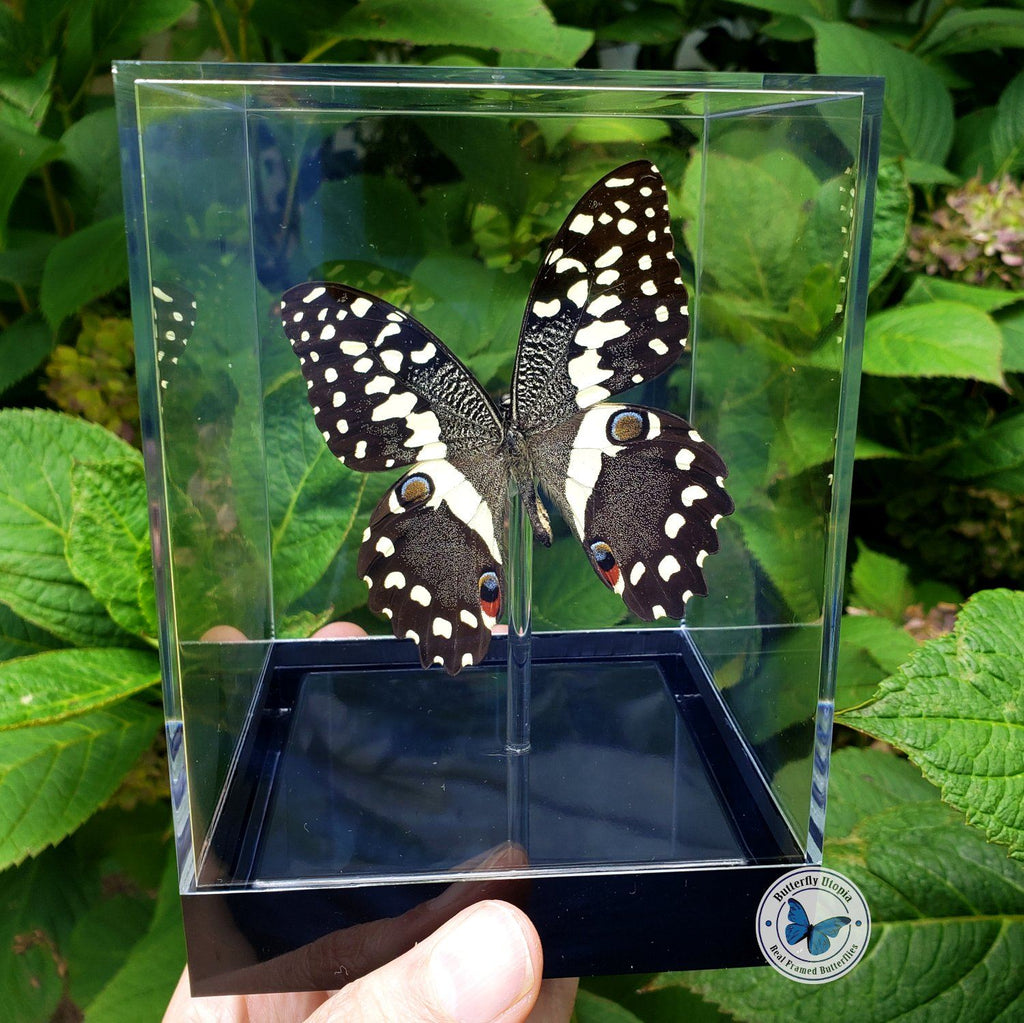 framed citrus swallowtail