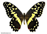 Papilio Demodocus Butterfly