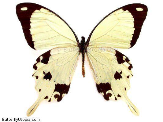 Papilio dardanus