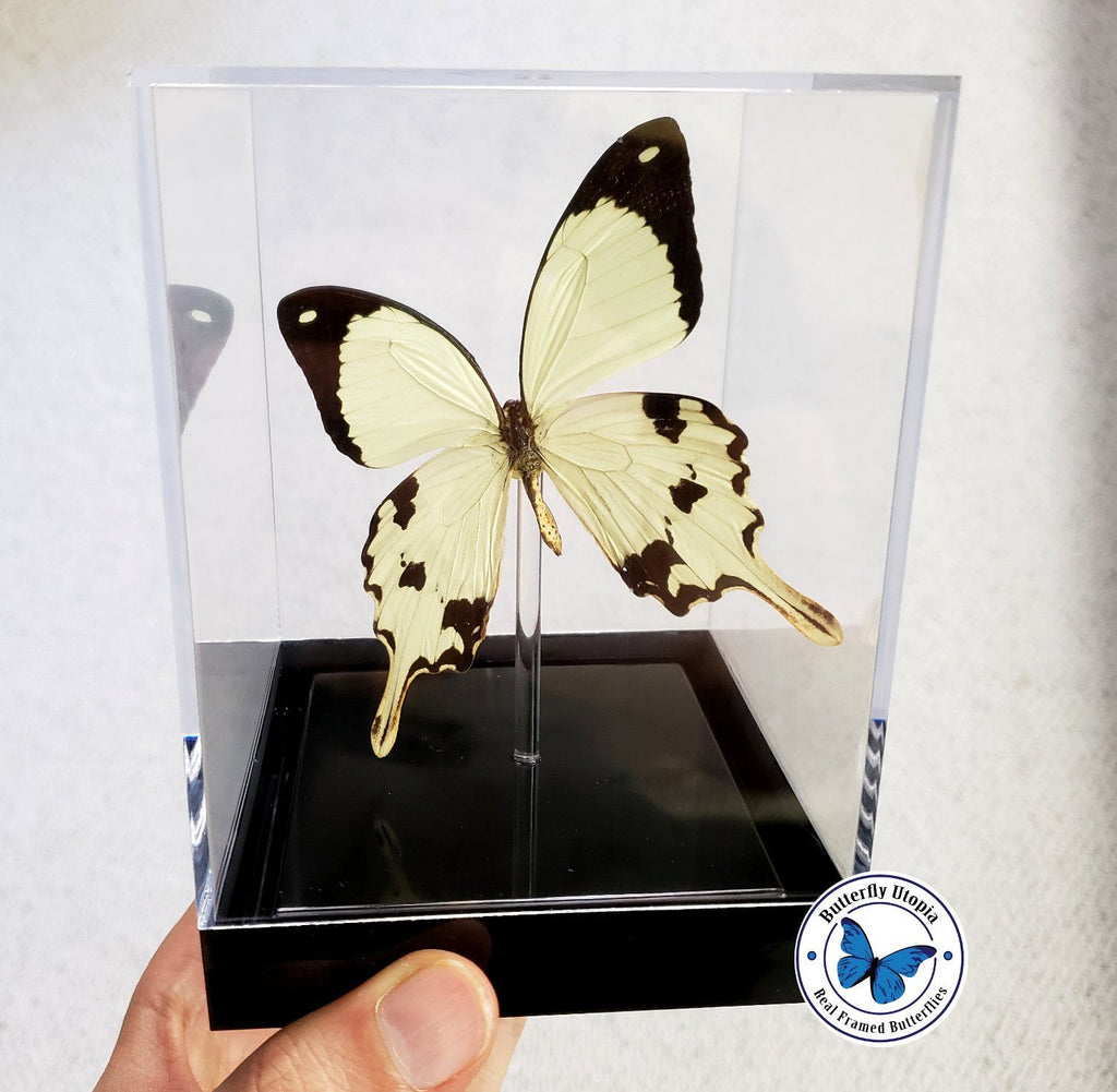 Papilio dardanus