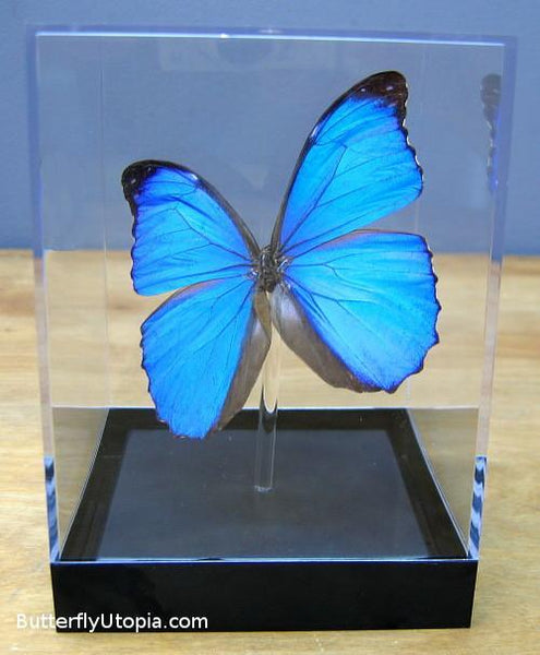 Mounted Blue Morpho menelaus Butterfly – Butterfly Utopia