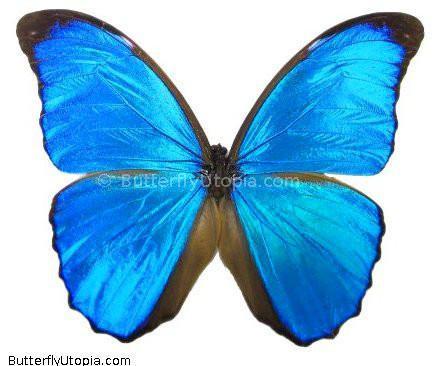 Morpho Menelaus Butterfly