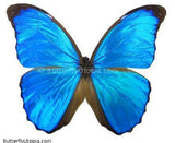 Blue Morpho Menelaus Butterfly
