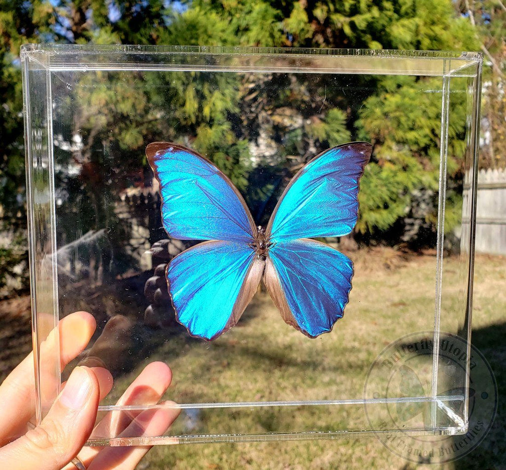 Morpho Menelaus