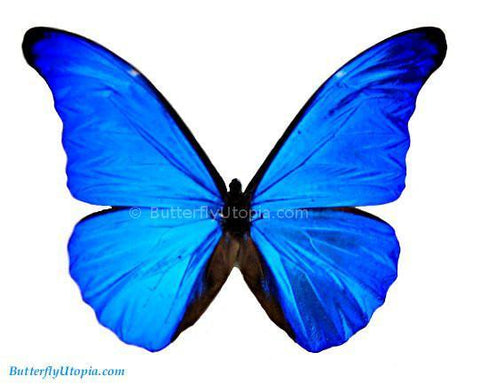 Blue Morpho Rhetenor Butterfly