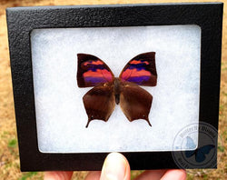 Aurora Borialis Butterfly - 5x4 Riker Mount