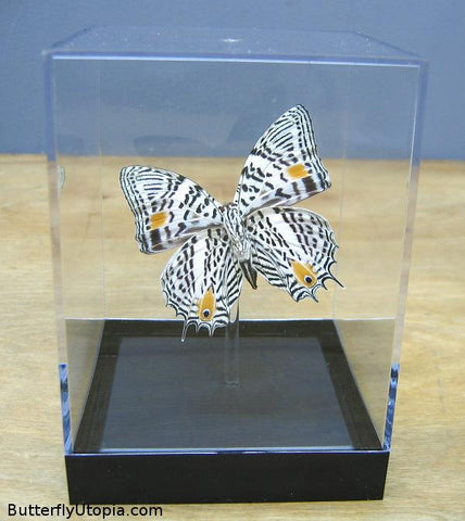 Clown Butterfly (Underside) - 3D Tabletop Display