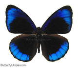 Midnight Blue Butterfly