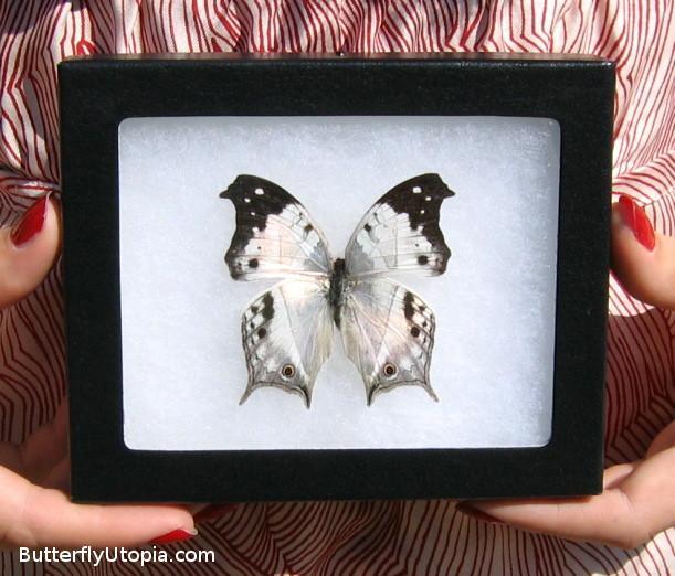 Silver Salamis Butterfly