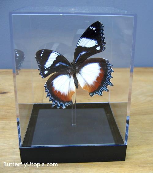 Hypolimnas Dexithea Butterfly