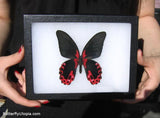Papilio rumanzovia Butterfly