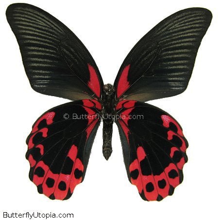 Papilio rumanzovia - unspread (wings closed)