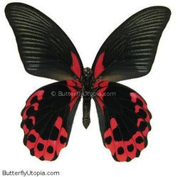 Papilio rumanzovia Butterfly