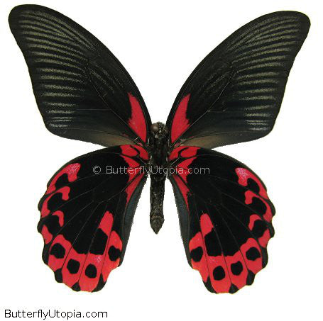 Papilio rumanzovia - unspread (wings closed)