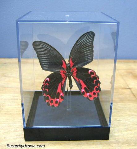 Red Papilio rumanzovia Butterfly