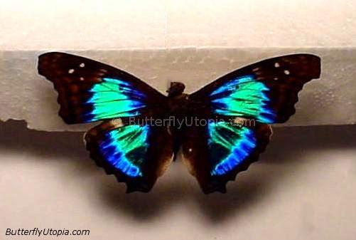 Doxocopa Cherubina Butterfly