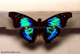 Sparkling Cherub Butterfly
