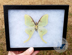 framed actias luna moth