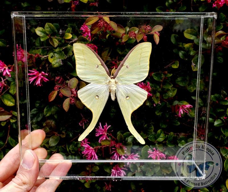 Luna Moth  - 8x7 - 3D Acrylic Frame
