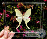 Luna Moth  - 8x7 - 3D Acrylic Frame