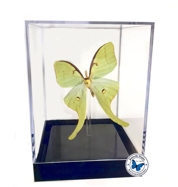 Framed newest Luna Moth Display