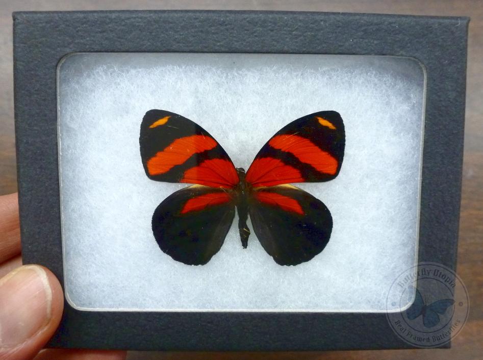Red & Black Callicore cynosura butterfly – Butterfly Utopia