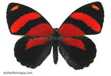 Crimson Callicore Butterfly
