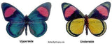 Pastel Batesia Hypochlora Butterfly