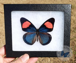blue pink framed butterfly