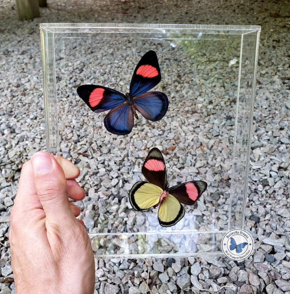 framed pink yellow butterflies