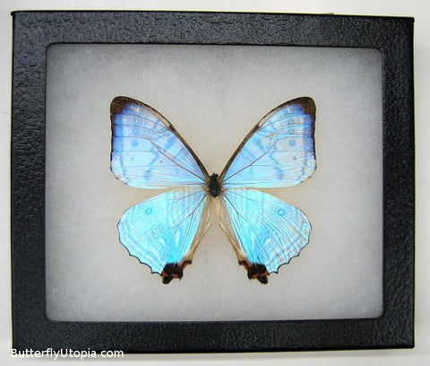 hologram pearl lympharis butterfly bargain quality