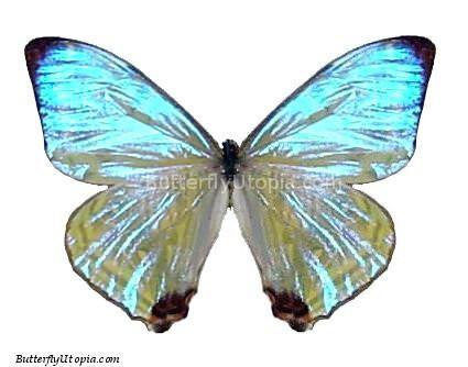 Pearl Morpho Sulkowski Lympharis Butterfly