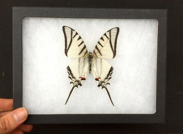 Zebra Swallowtail Butterfly