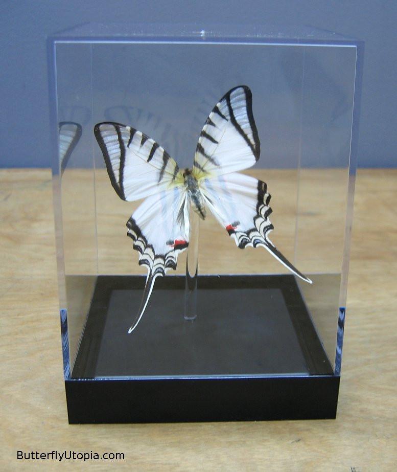 Eurytides Protesilaus Butterfly