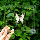 framed zebra swallowtail