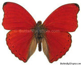 Red Glider Butterfly