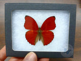 framed red butterfly