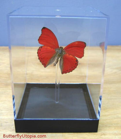 Cymothoe Sangaris Butterfly