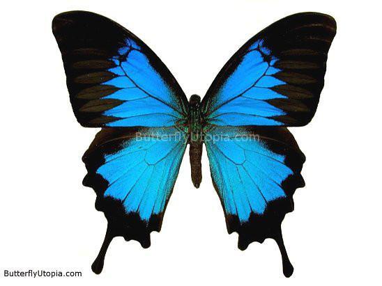 版画 SWALLOWTAIL BUTTERFLY Zebra Swallowtail Butterfly Print, Zebra Swallowtail
