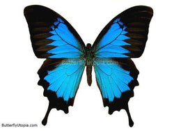 Blue Papilio Ulysses Butterfly
