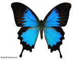Papilio Ulysses Butterfly