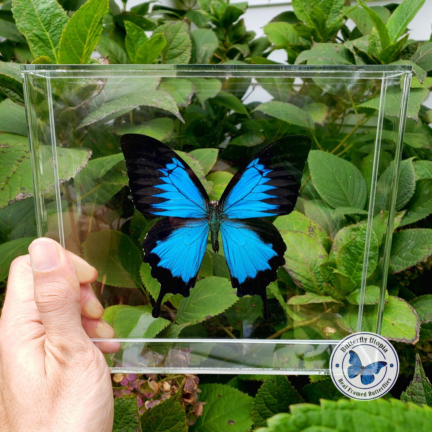 Framed Papilio Ulysses (Blue Mountain Swallowtail) Butterfly