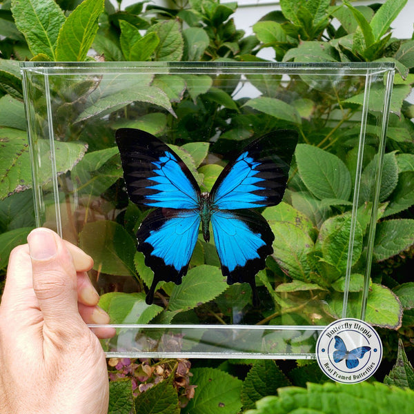 Framed papilio ulysses