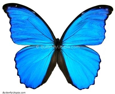 Blue Morpho didius real butterfly