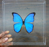 Morpho Didius Butterfly